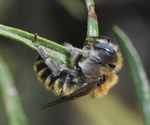 Réf. 283 564 : Hoplitis sp.